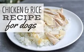 How to prepare cooked chicken for your dog