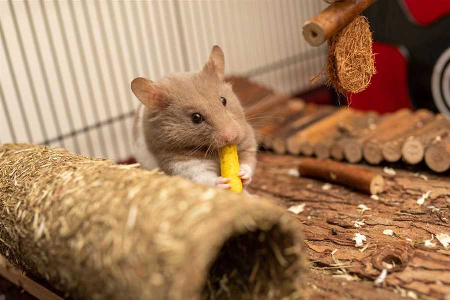 Can rats safely eat cooked rice?