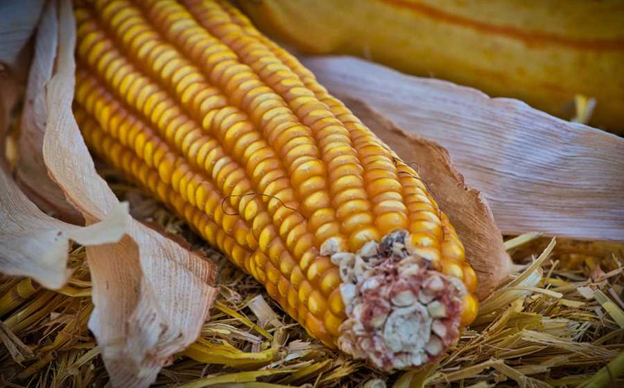 Step-by-step guide to composting cooked corn cobs