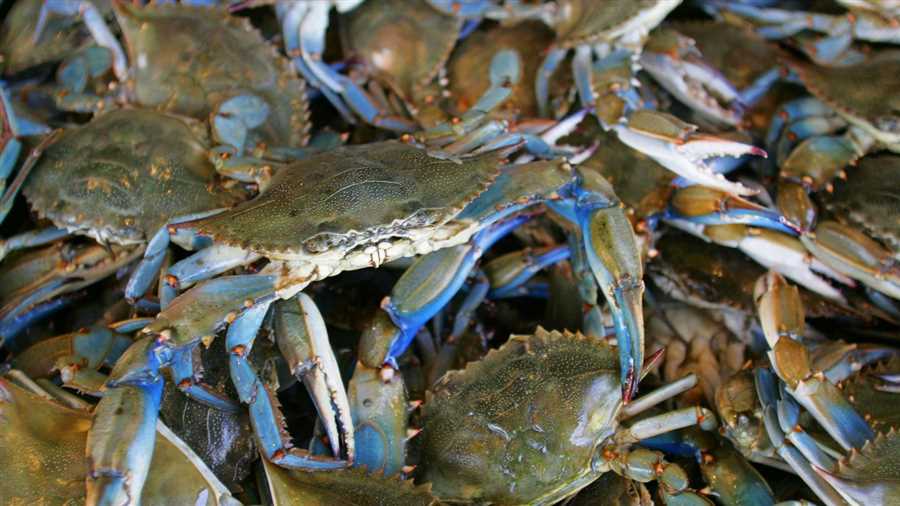 Methods for Cooking Dead Blue Crabs