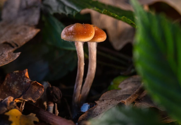 Exploring the Culinary World of Magic Mushrooms