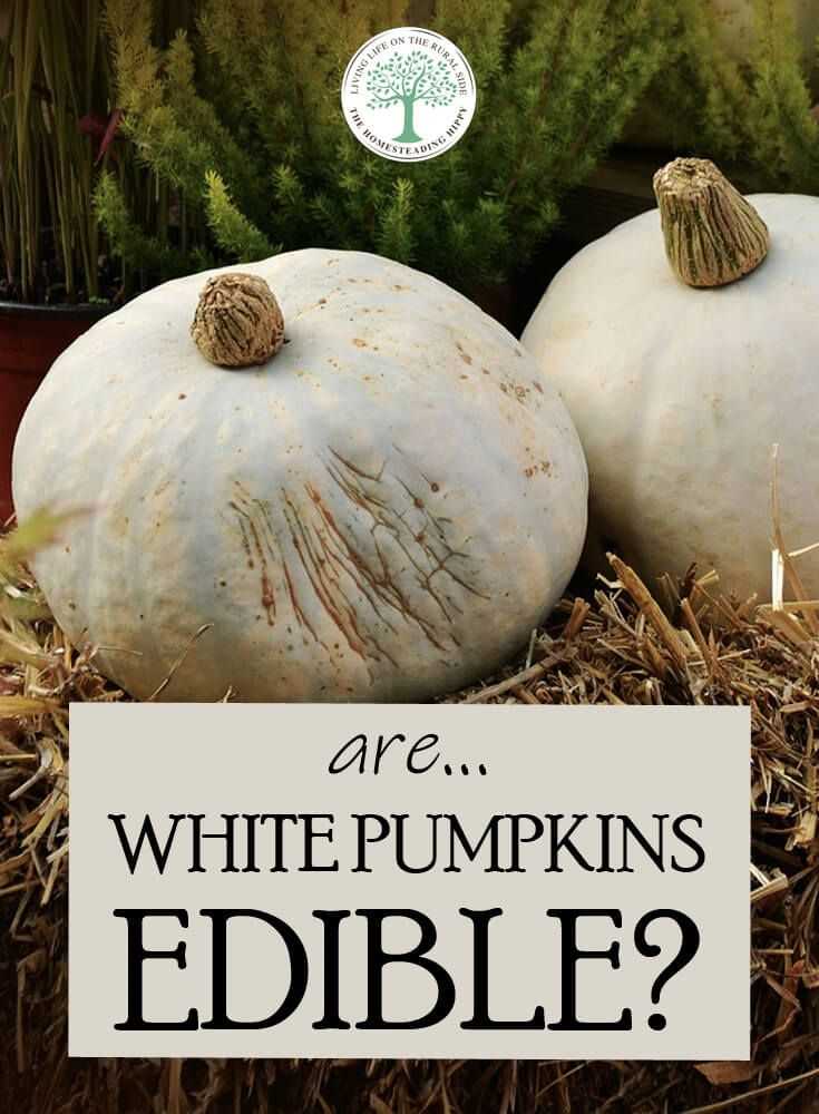 Explore the sweet side of white pumpkins in desserts