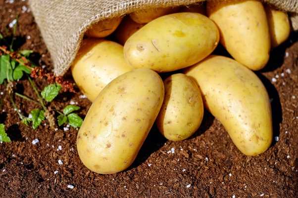 Preventing bacterial growth on cooked potatoes