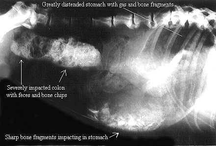 Risks of Cooked Bones Splintering in a Dog's Digestive System