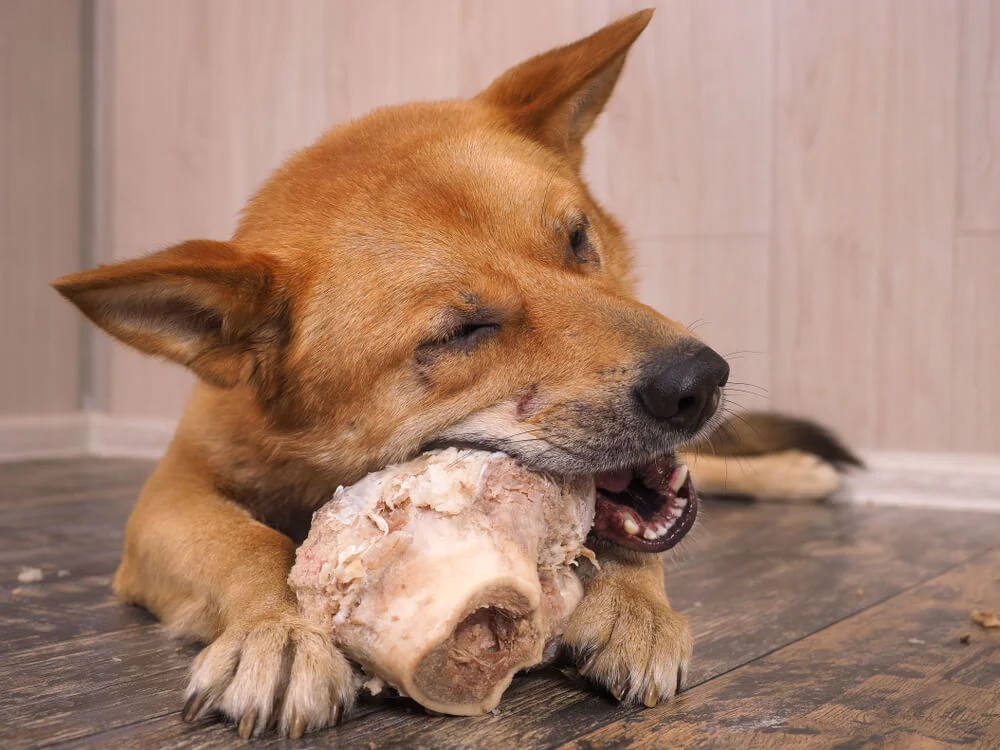 Can dogs eat cooked beef bones: what you need to know