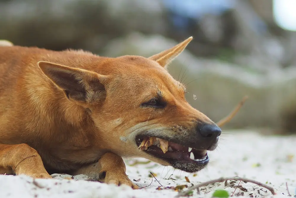 Can Dogs Eat Cooked Chicken Bones