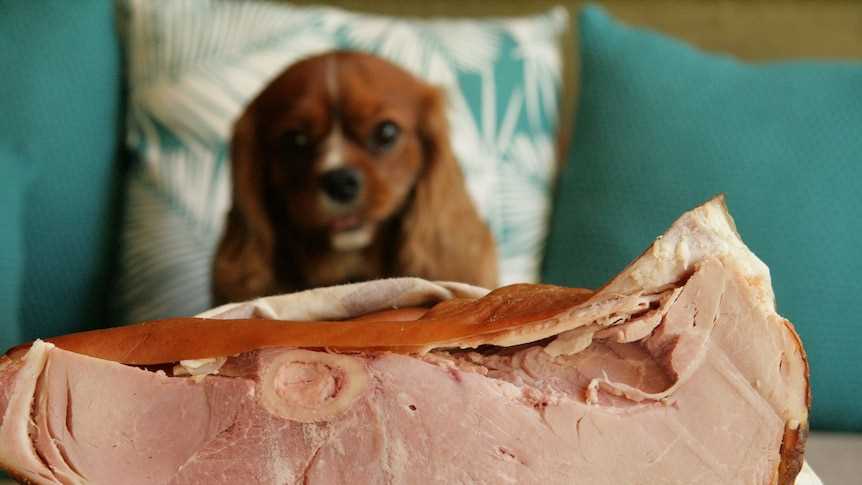 What to Do If Your Dog Eats a Cooked Ham Bone