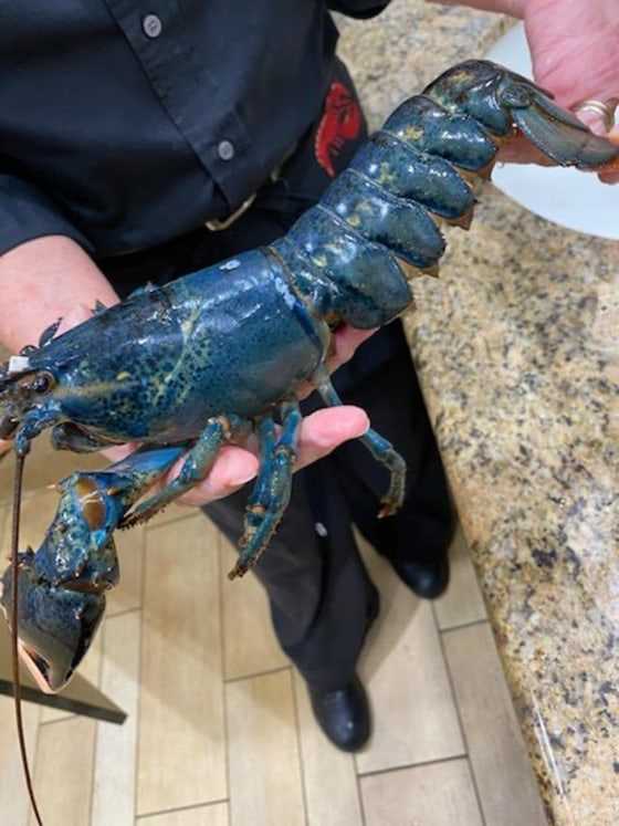 Blue Lobsters: Curiosity of the Sea